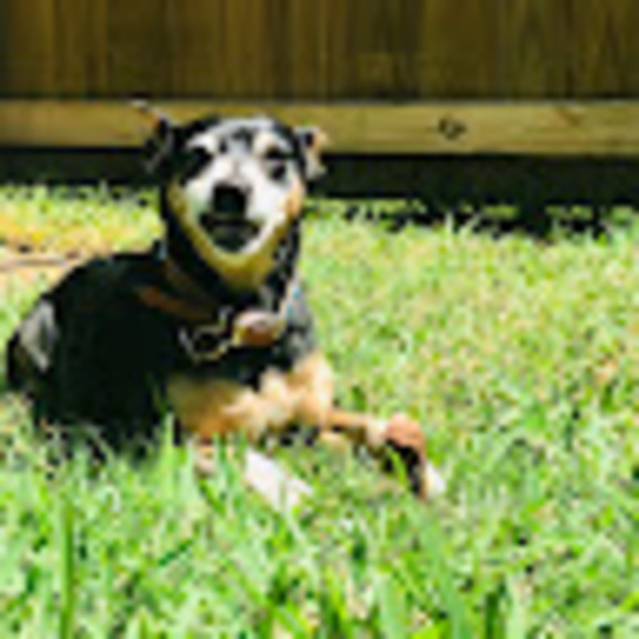 Meet your Posher, Alexa - Picture 1 of 1